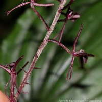 Liparis atropurpurea Lindl.